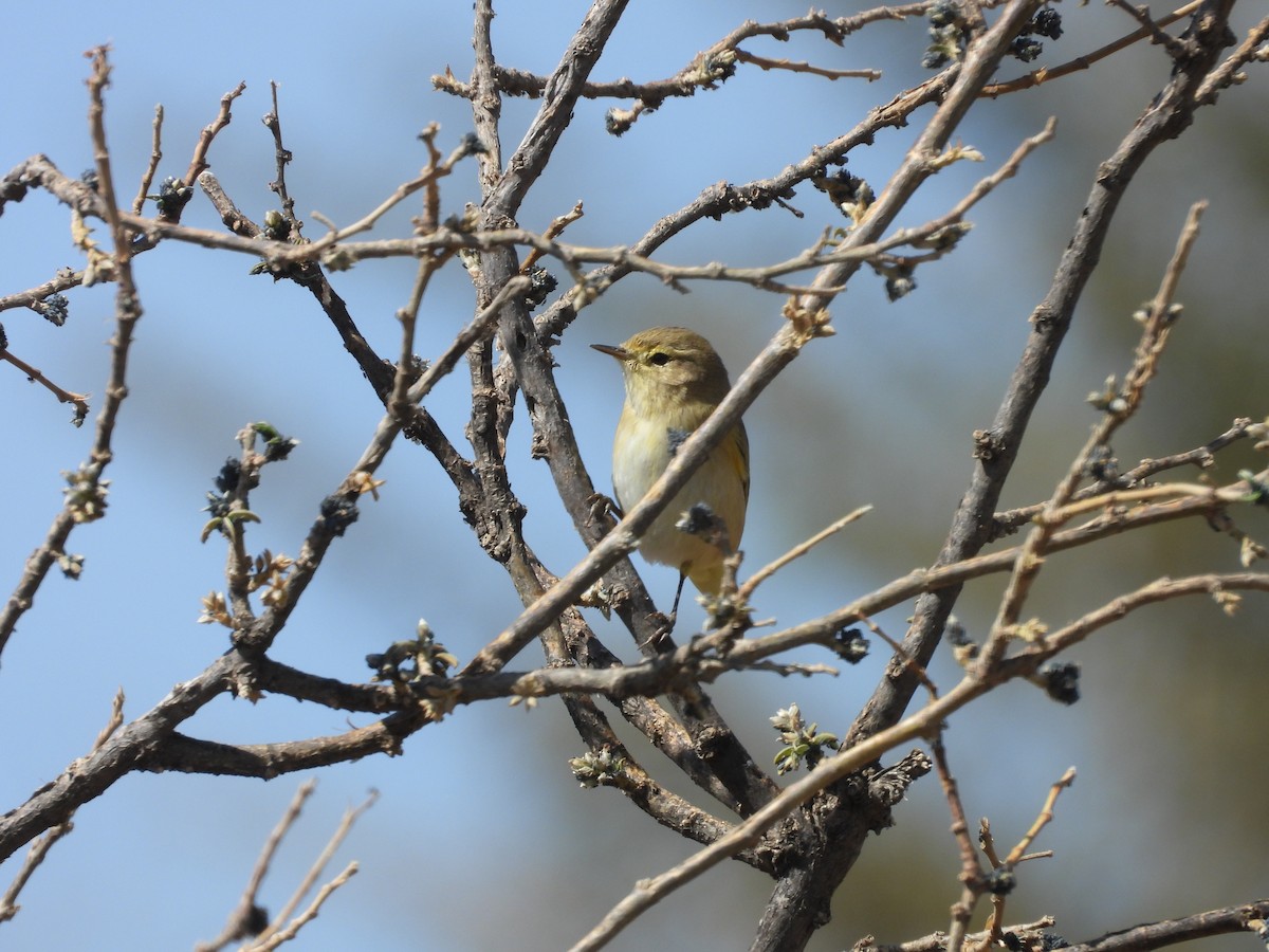 Brown Woodland-Warbler - ML644800348