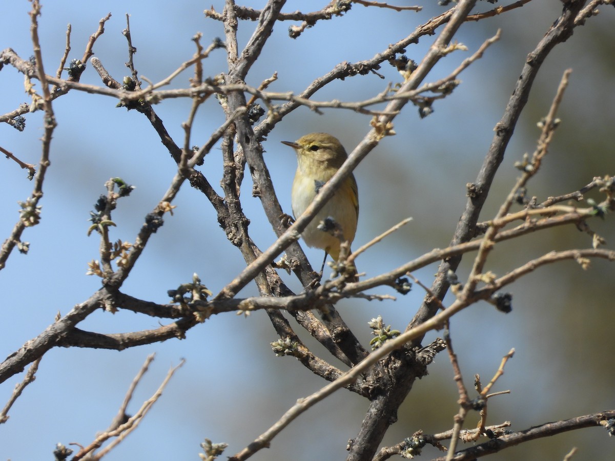 Brown Woodland-Warbler - ML644800349
