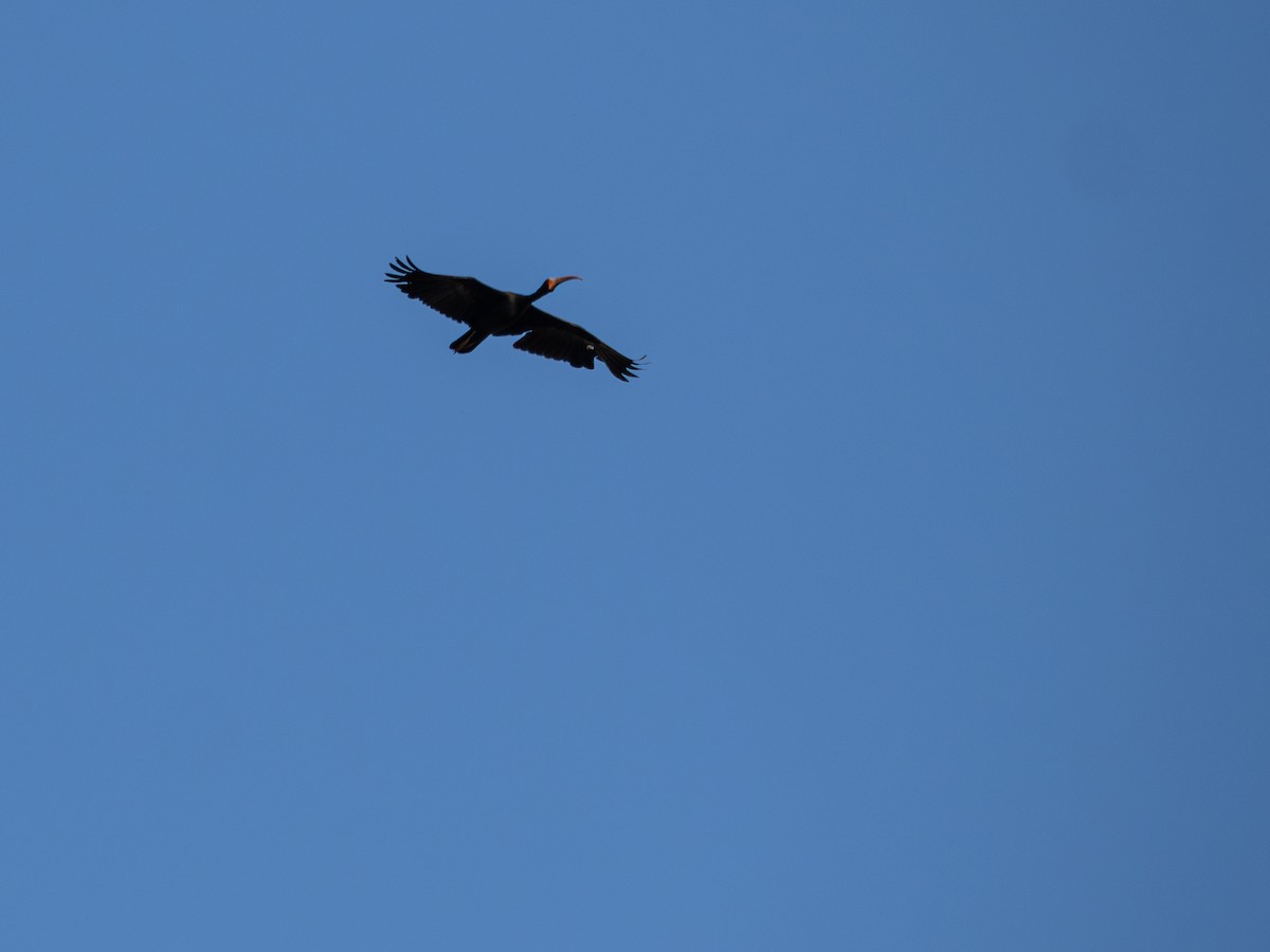 Ibis Afeitado - ML644800370