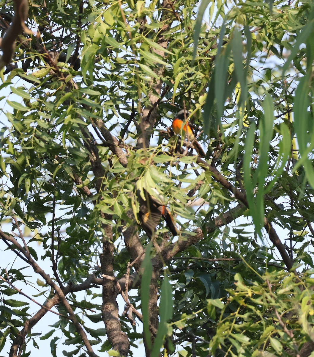 Small Minivet - ML644800416