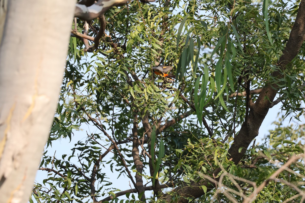 Small Minivet - ML644800417