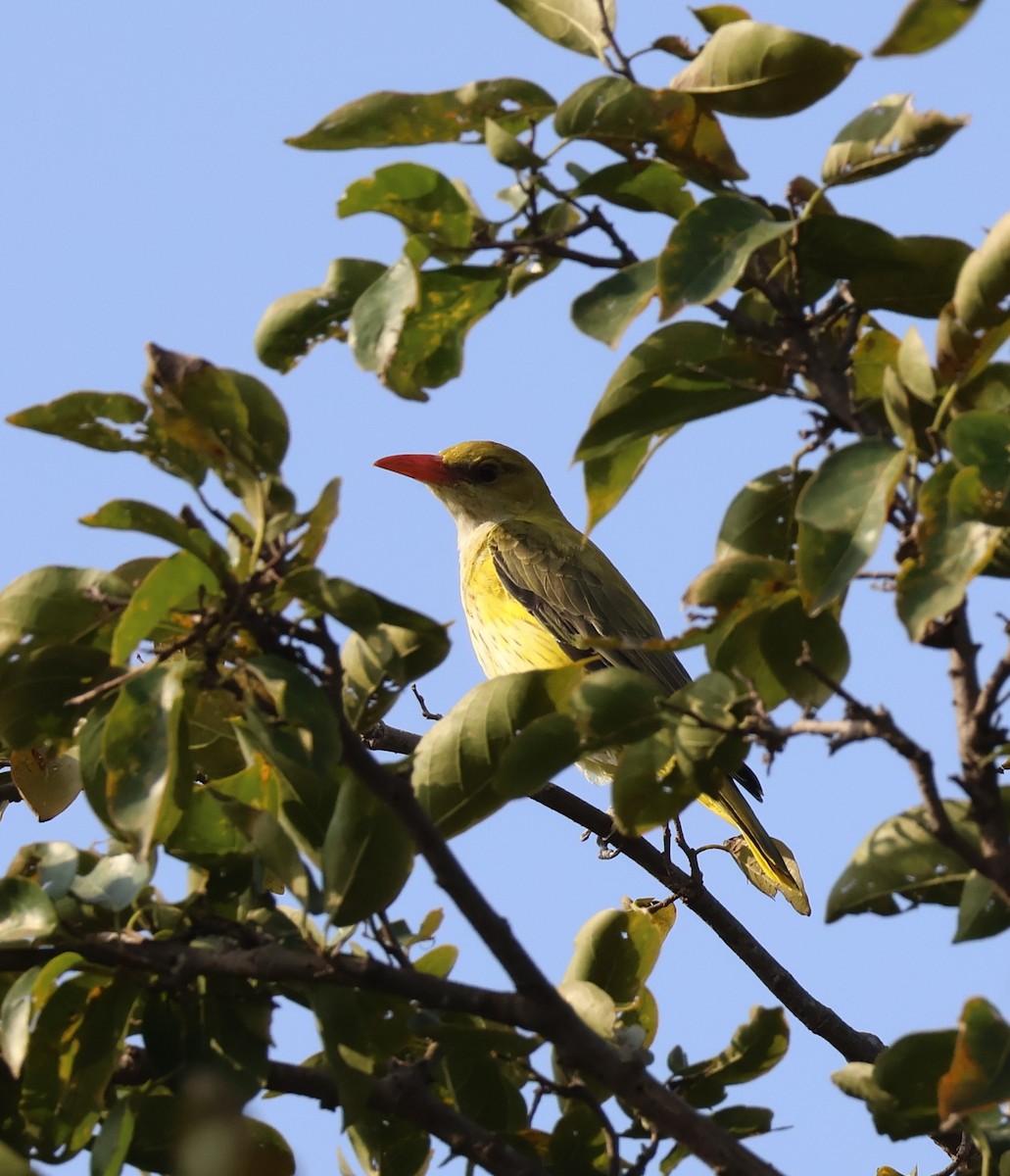 Вивільга індійська - ML644800421