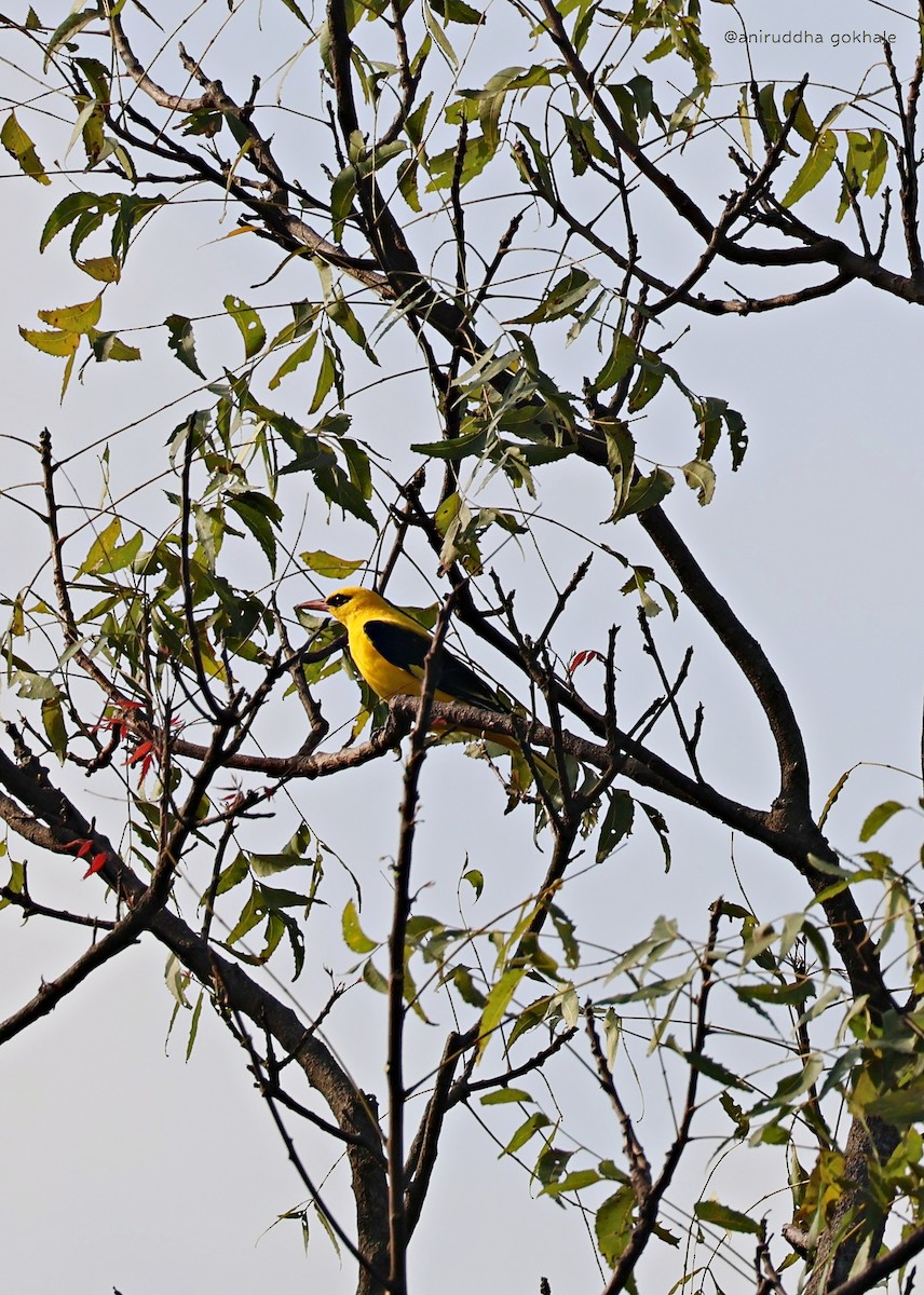 Вивільга індійська - ML644800422