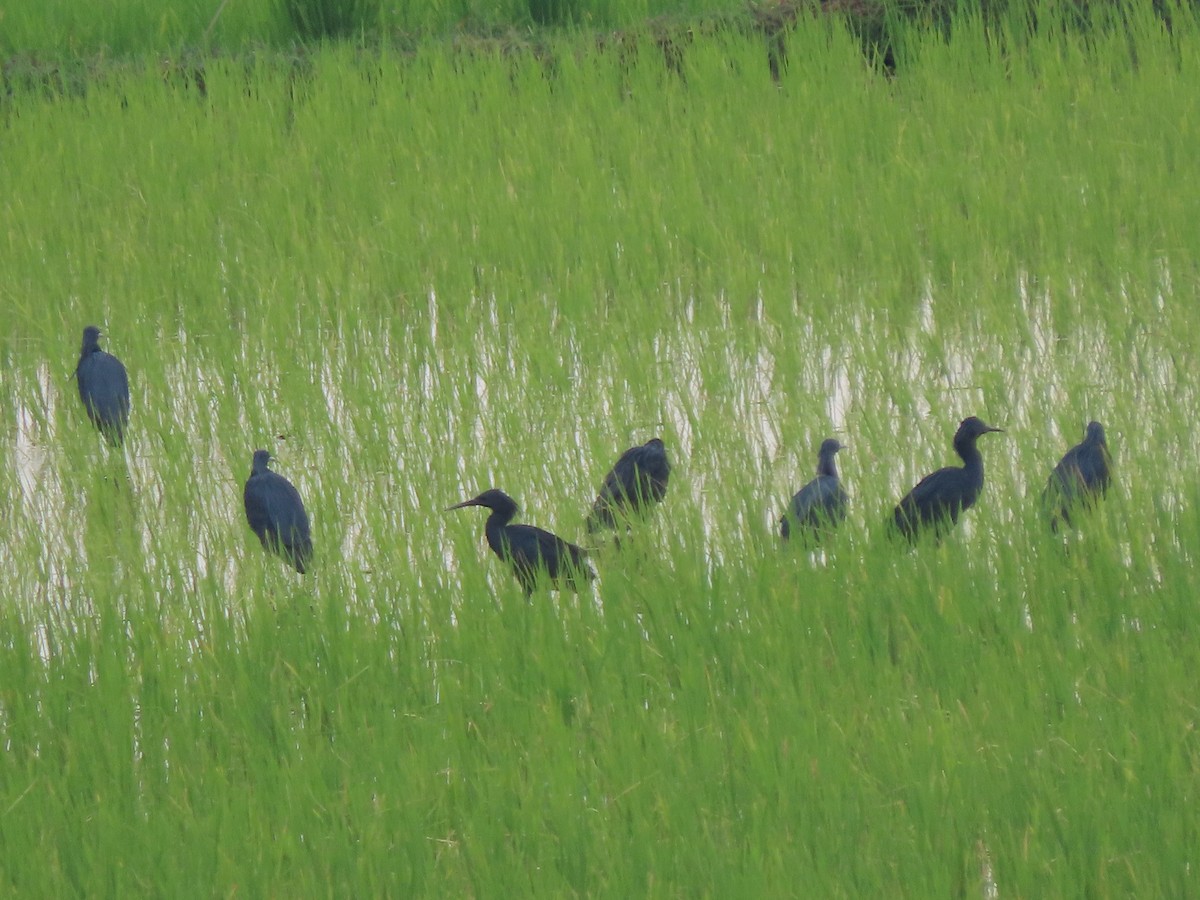 Black Heron - ML644800438