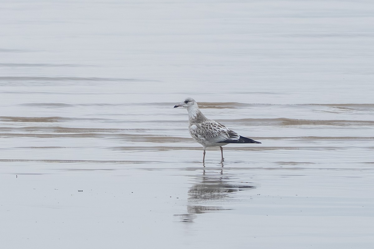 Common Gull - ML644800439