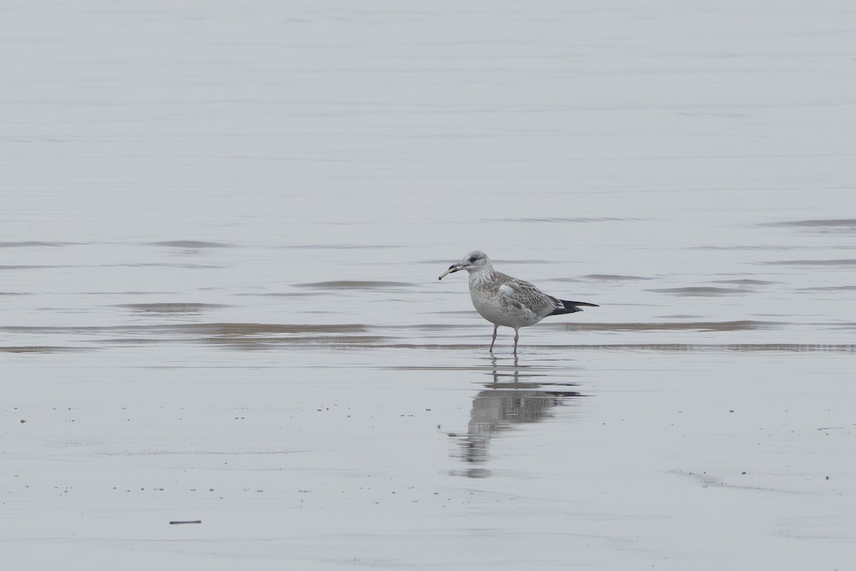 Common Gull - ML644800440