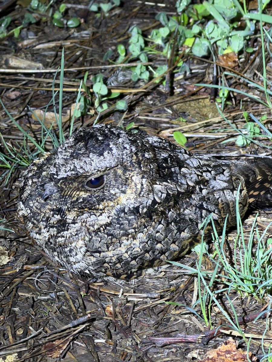 Common Poorwill - ML644800445