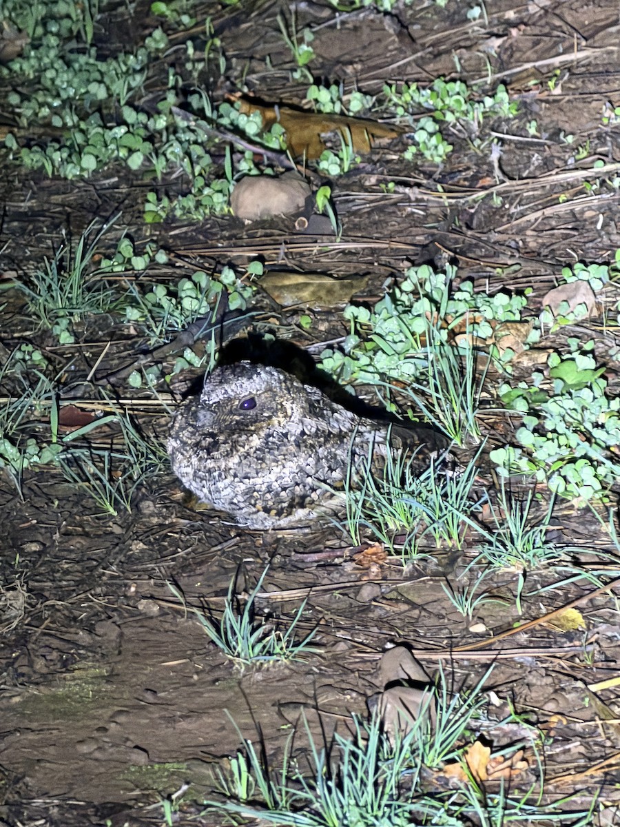 Common Poorwill - ML644800446