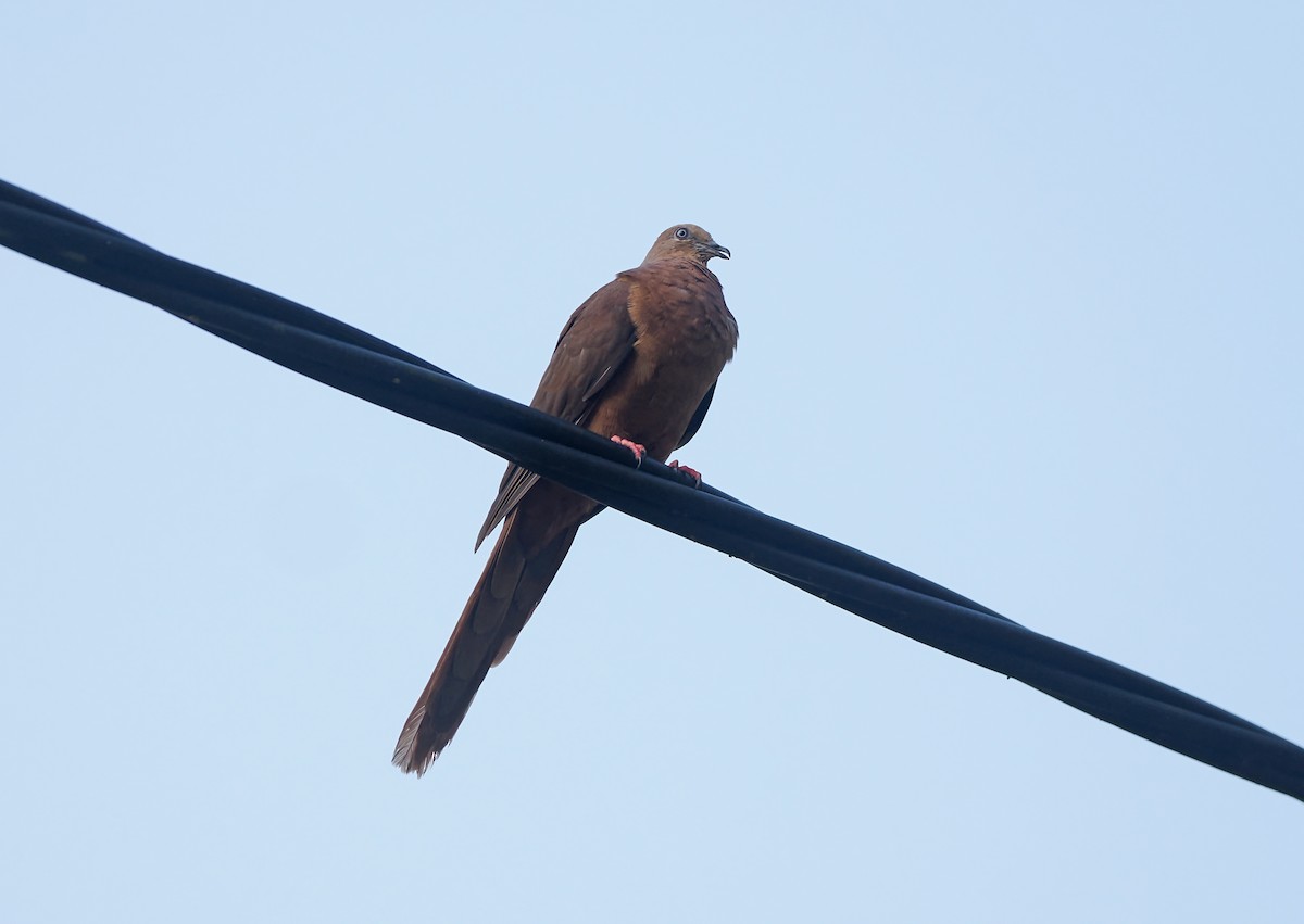 Phasianelle brune - ML644800455