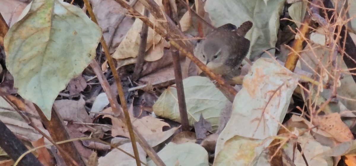 Winter Wren - ML644800475
