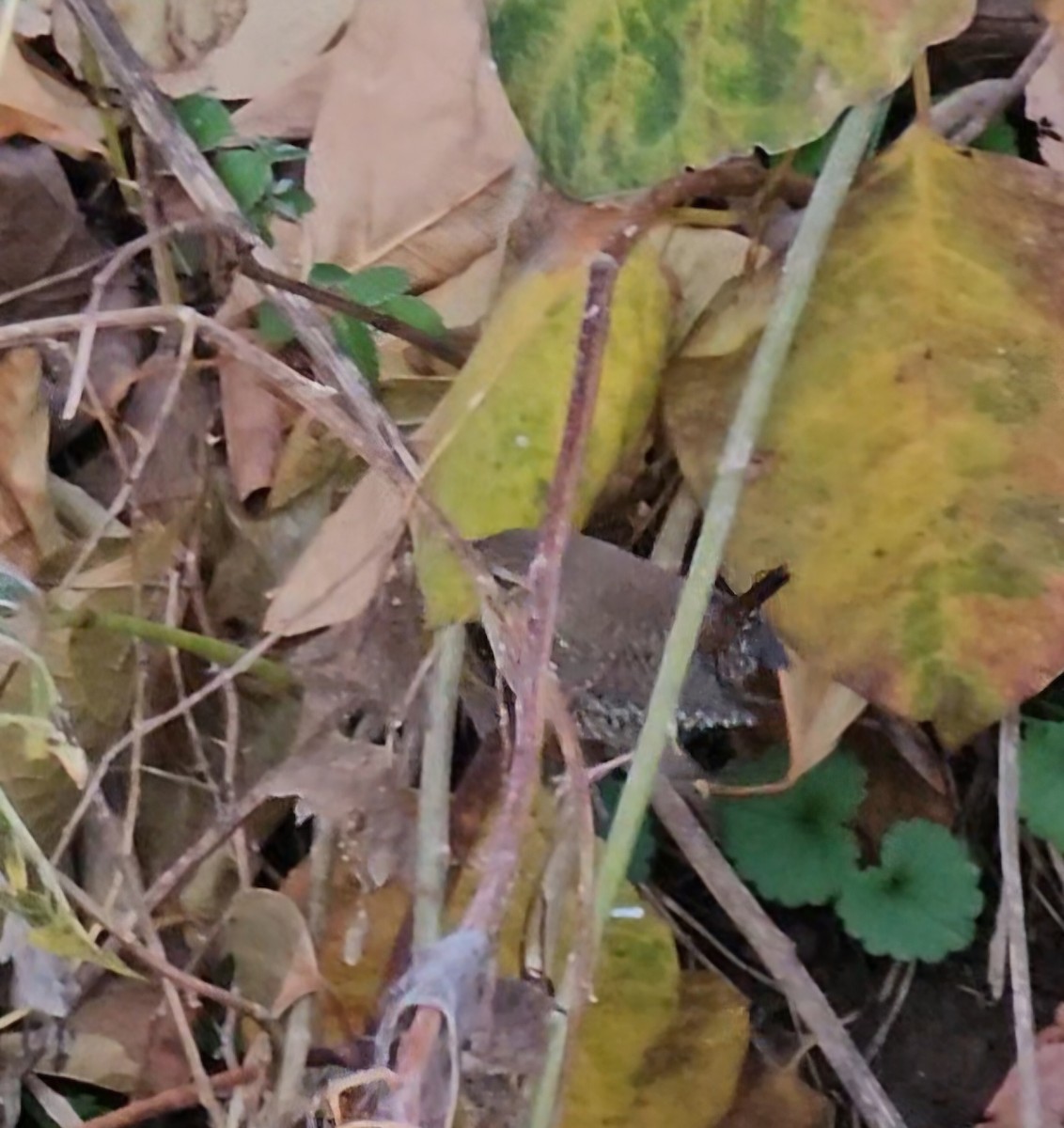 Winter Wren - ML644800476