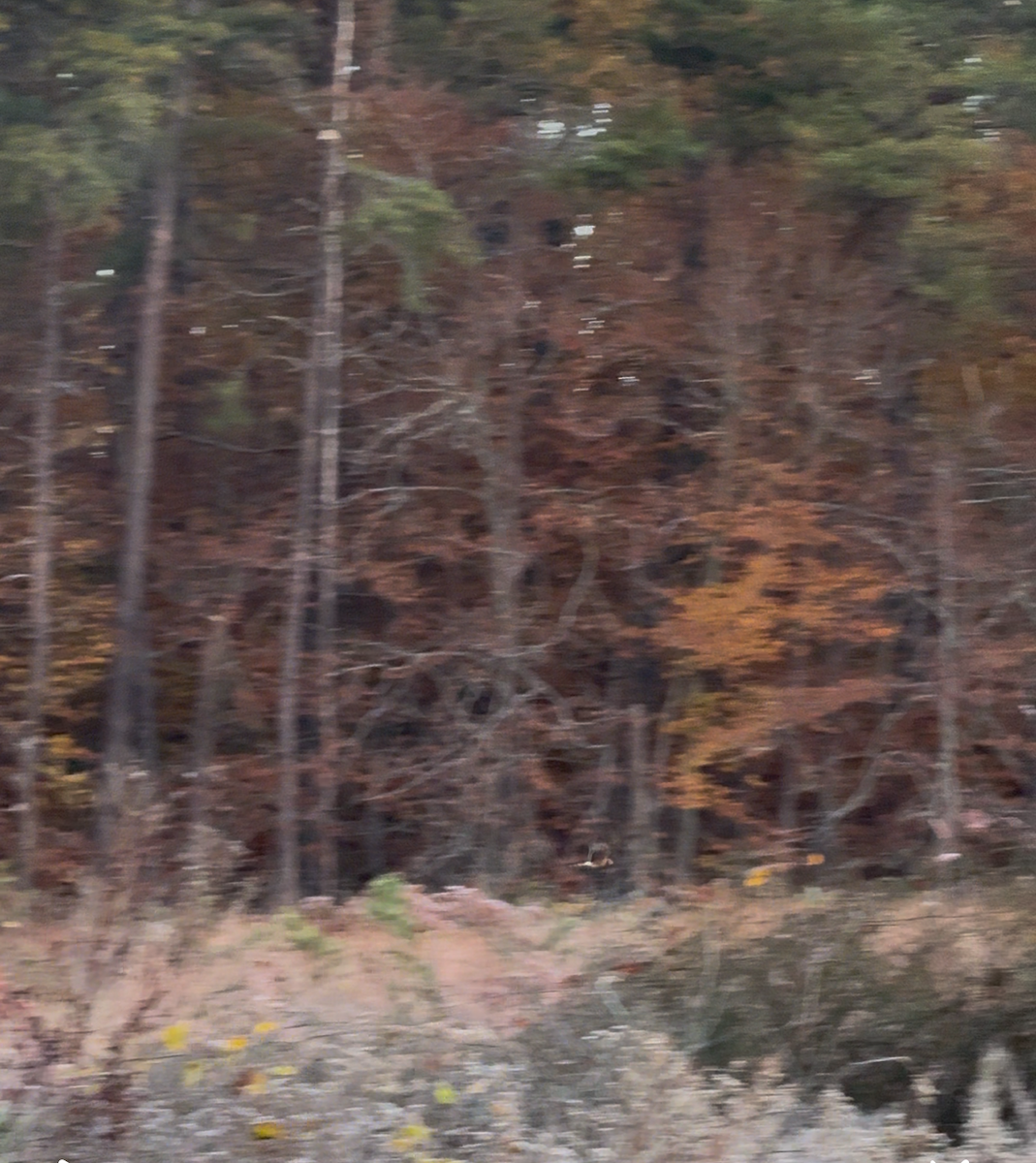 Aguilucho de Hudson - ML644800478