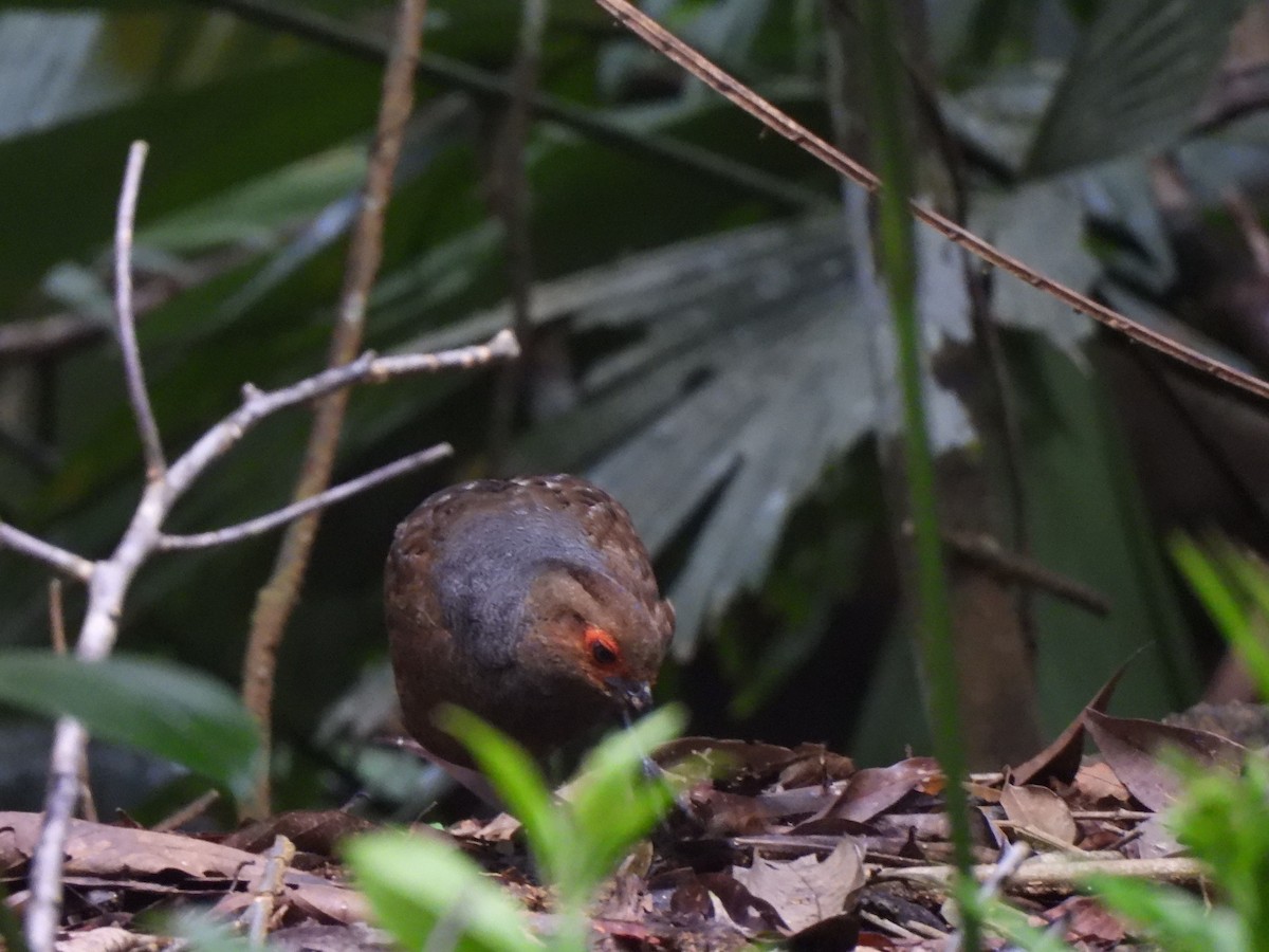 Marmorwachtel - ML644800481