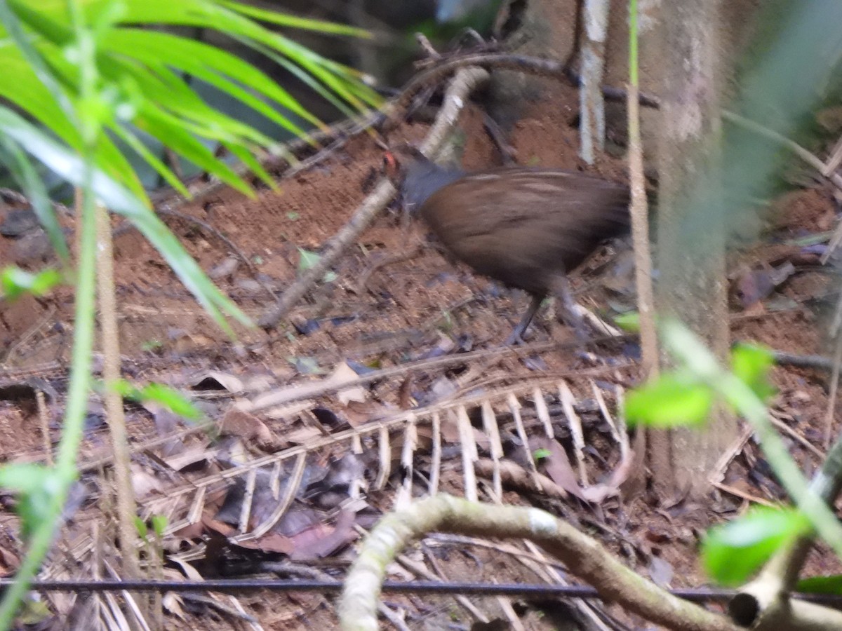 Marmorwachtel - ML644800482