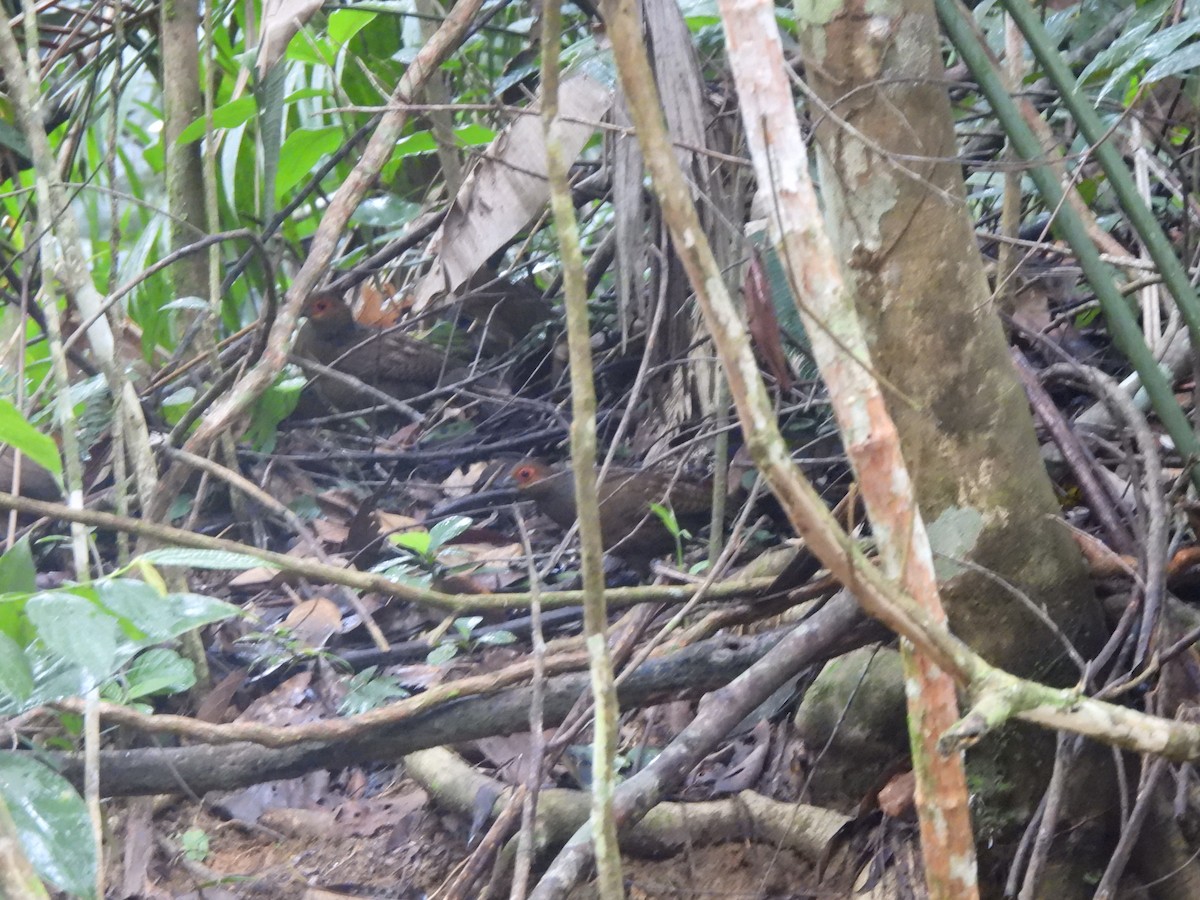 Marmorwachtel - ML644800493