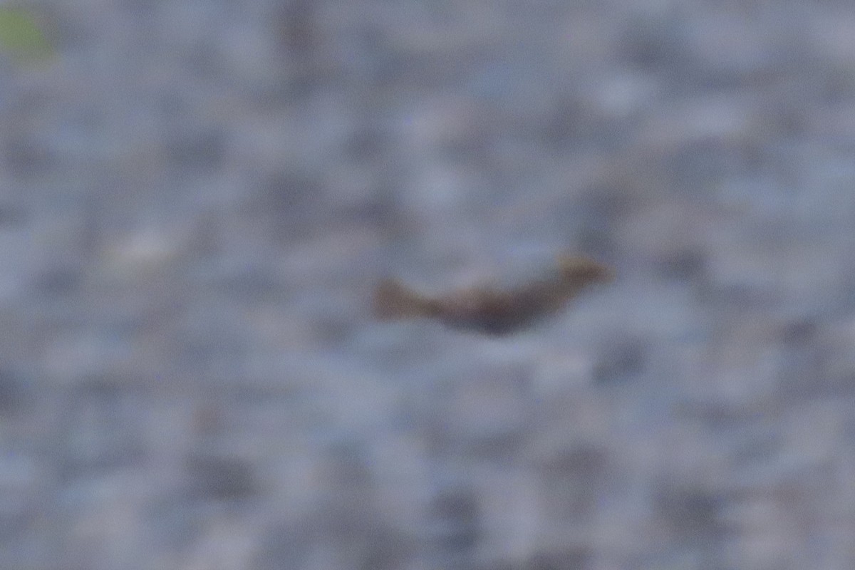 Nelson's Sparrow - ML644800499