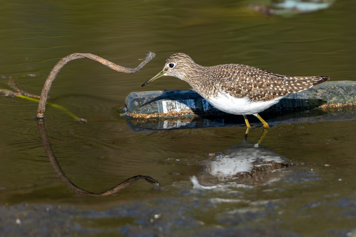 Solitary Sandpiper - ML644800516