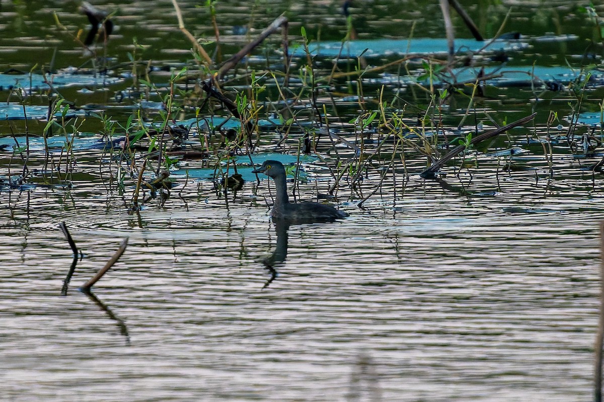 Least Grebe - ML644800530