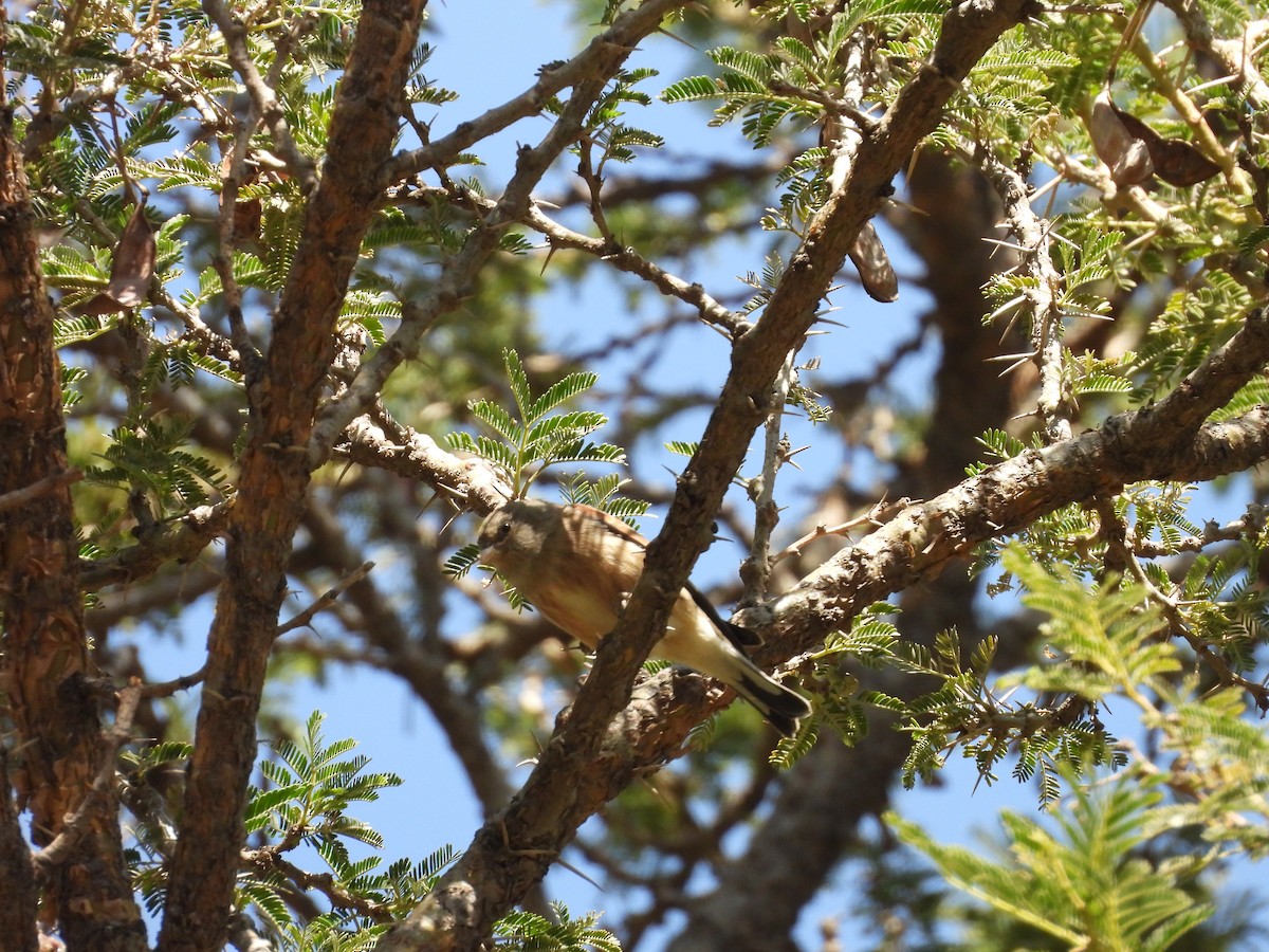 Yemen Linnet - ML644800539