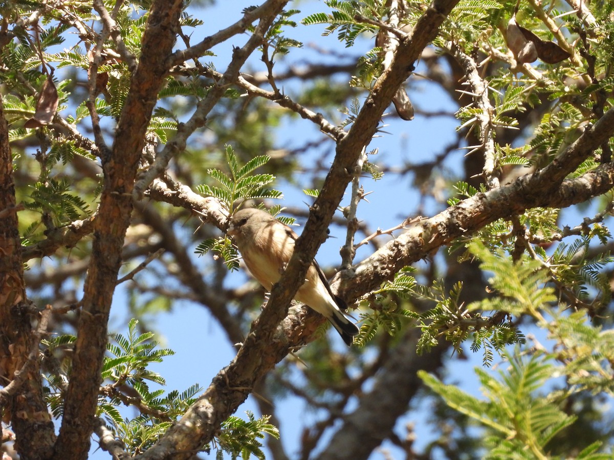 Yemen Linnet - ML644800540