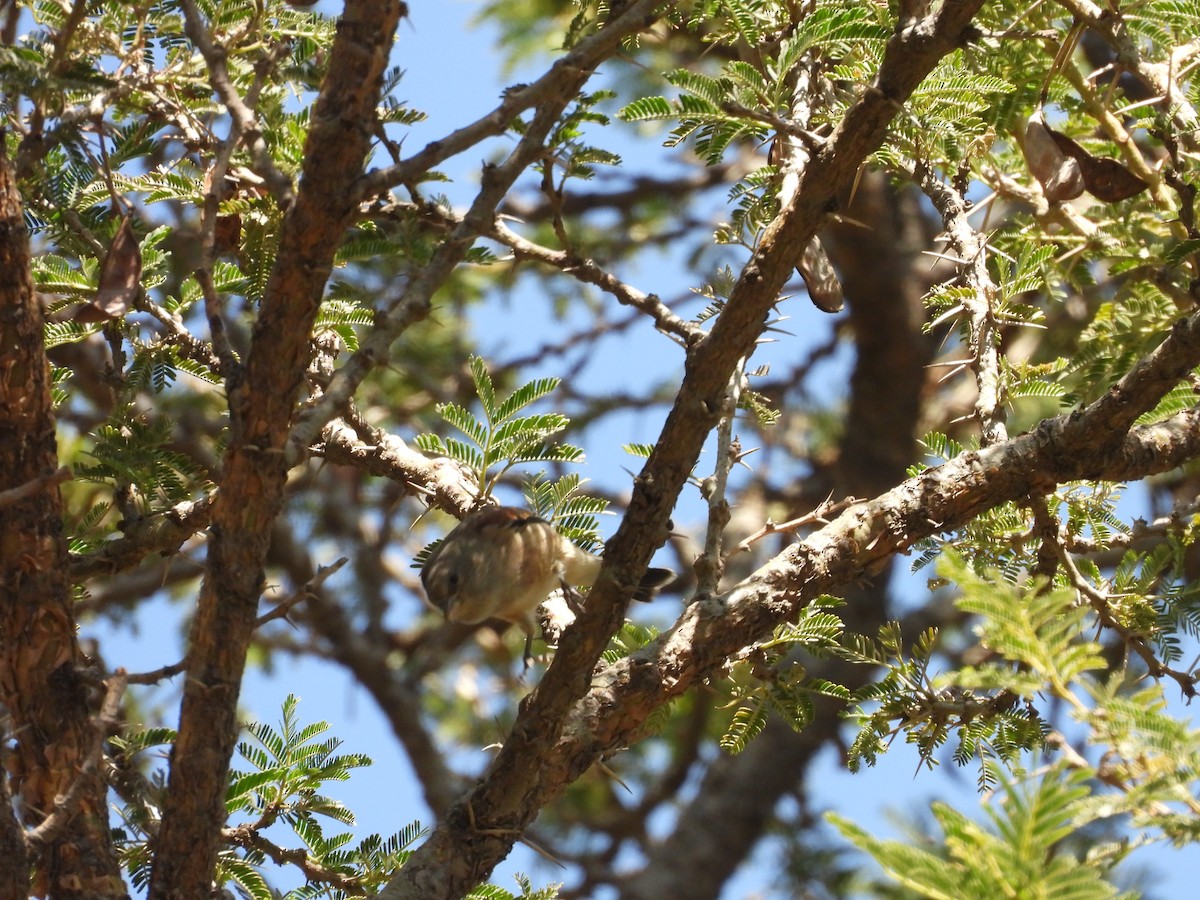 Yemen Linnet - ML644800541