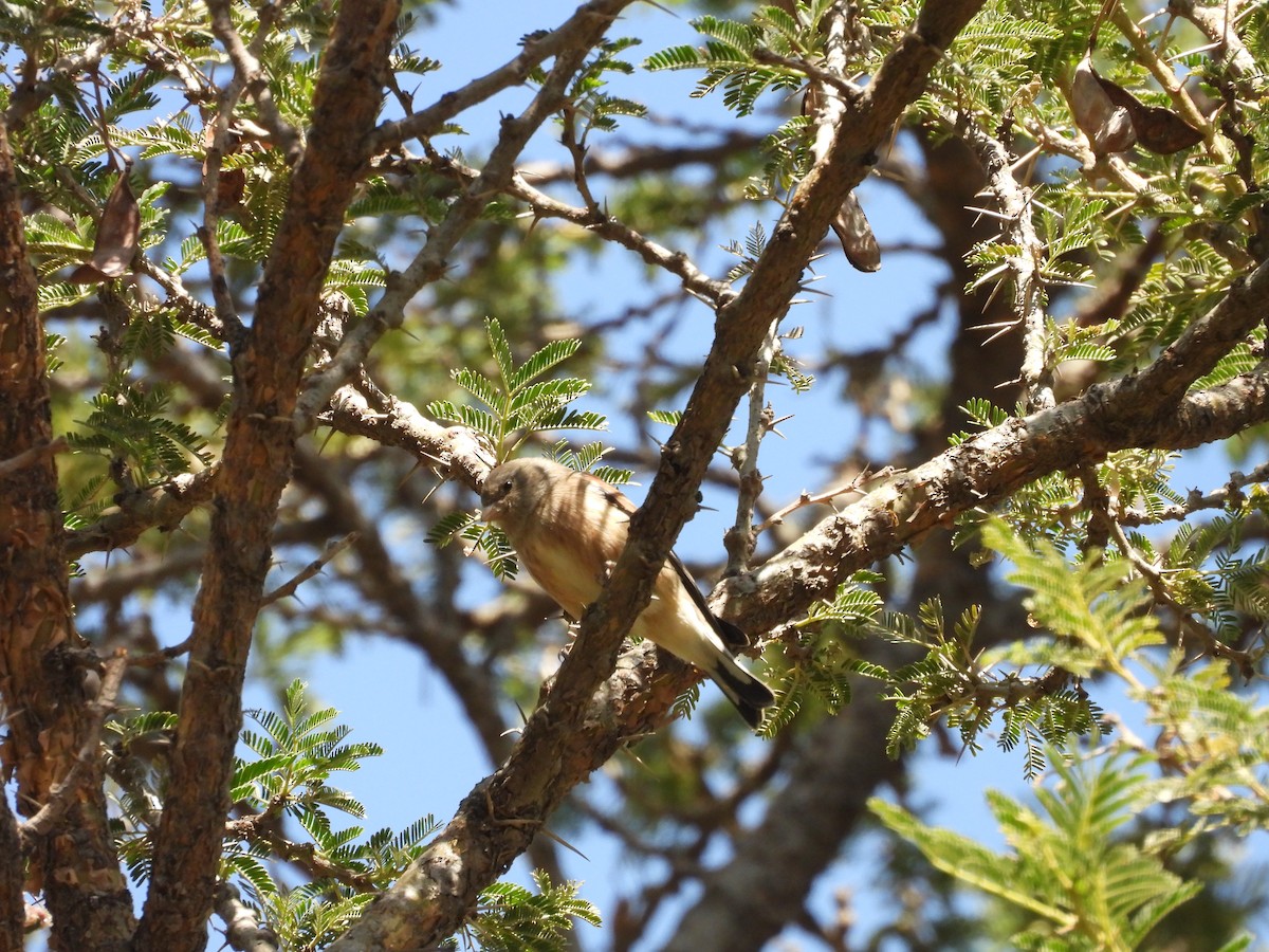 Yemen Linnet - ML644800542