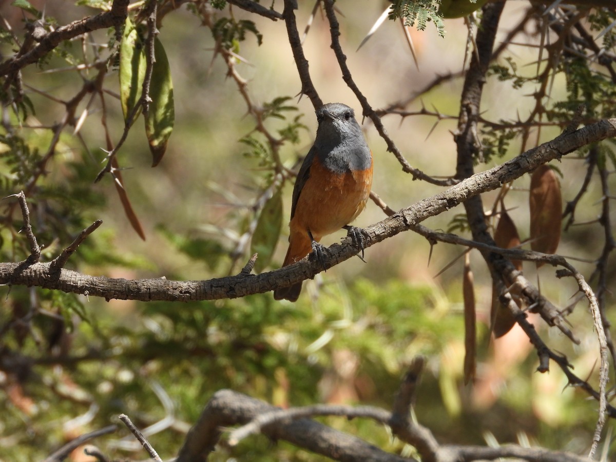Little Rock-Thrush - ML644800549