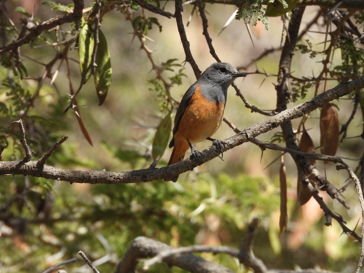 Little Rock-Thrush - ML644800550
