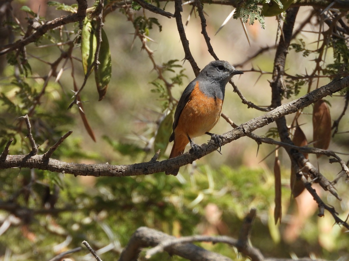 Little Rock-Thrush - ML644800551