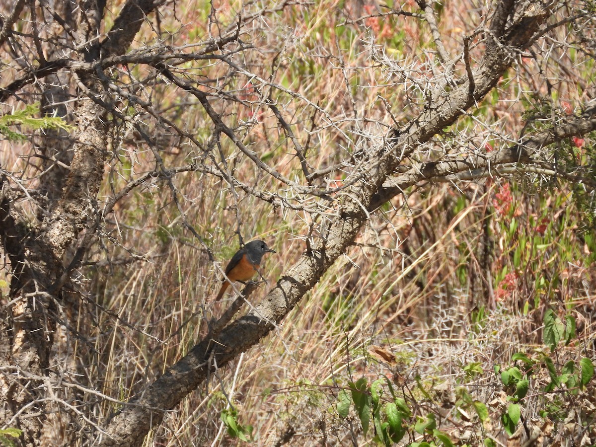 Little Rock-Thrush - ML644800552