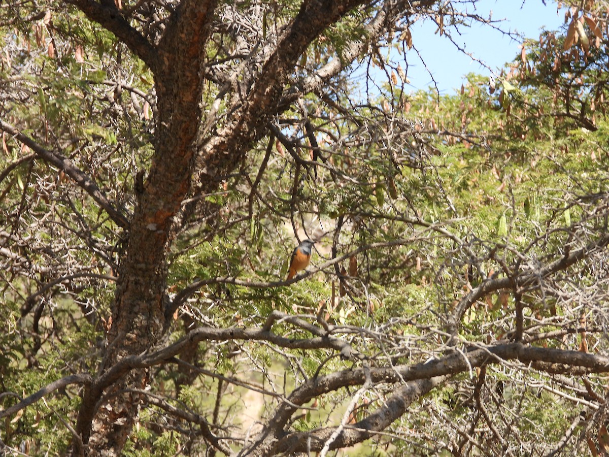 Little Rock-Thrush - ML644800553