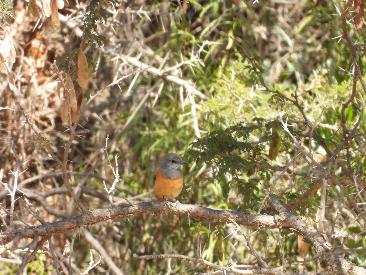Little Rock-Thrush - ML644800554
