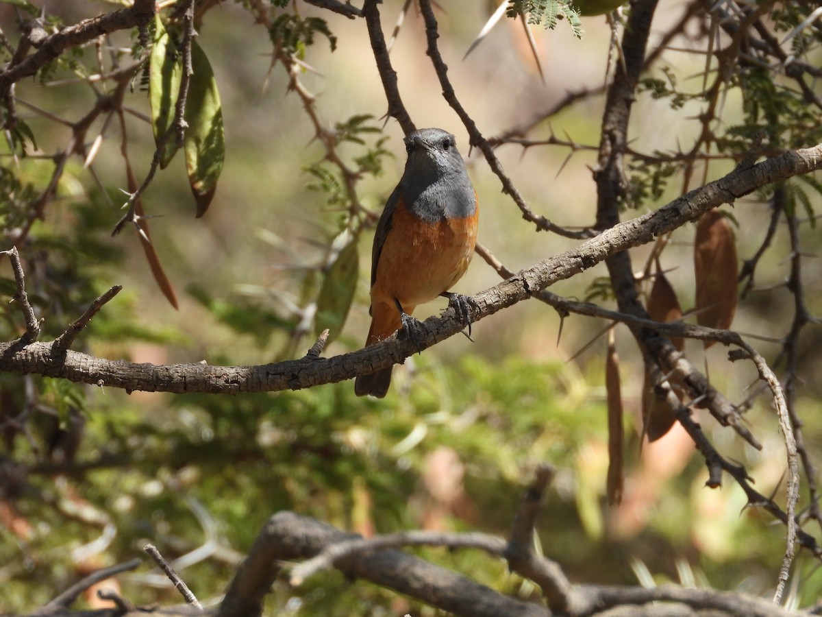 Little Rock-Thrush - ML644800555