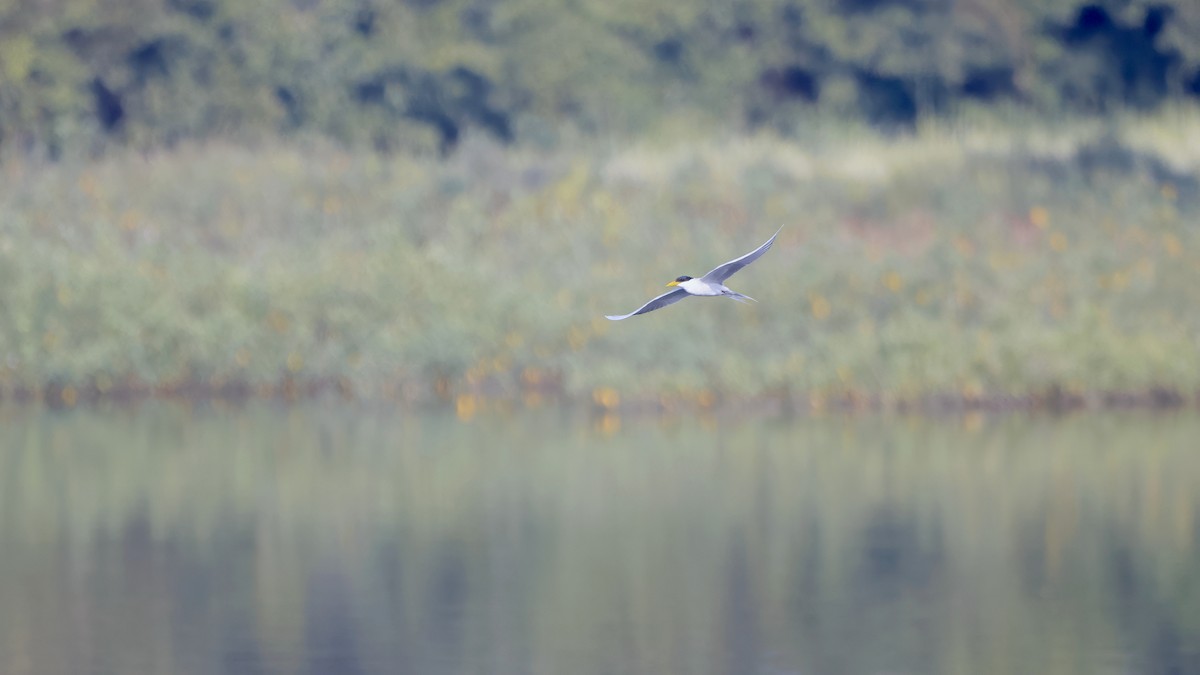 River Tern - ML644800603