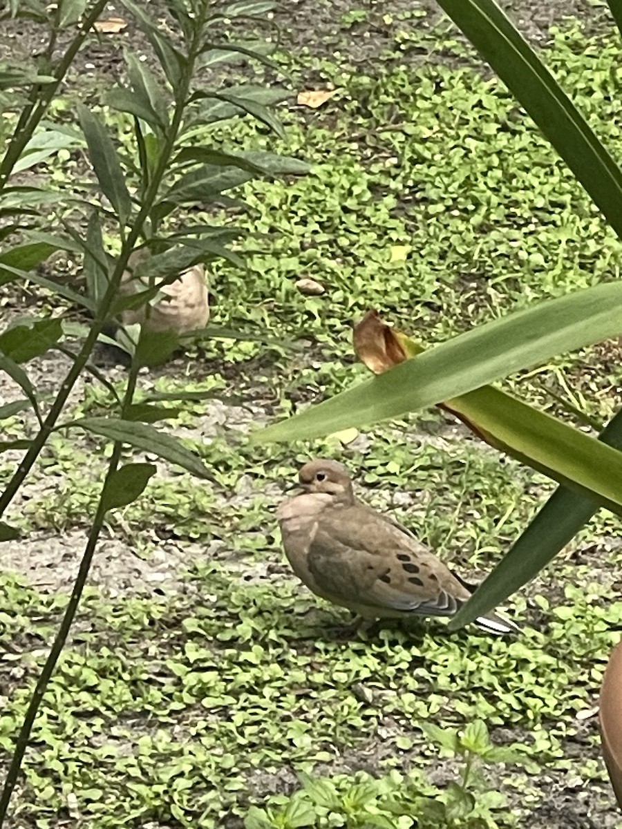 Mourning Dove - ML644800615