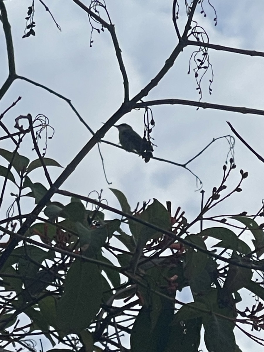 Ruby-throated Hummingbird - ML644800617