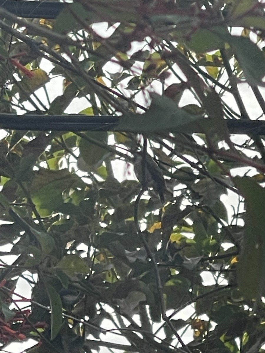 Ruby-throated Hummingbird - ML644800619