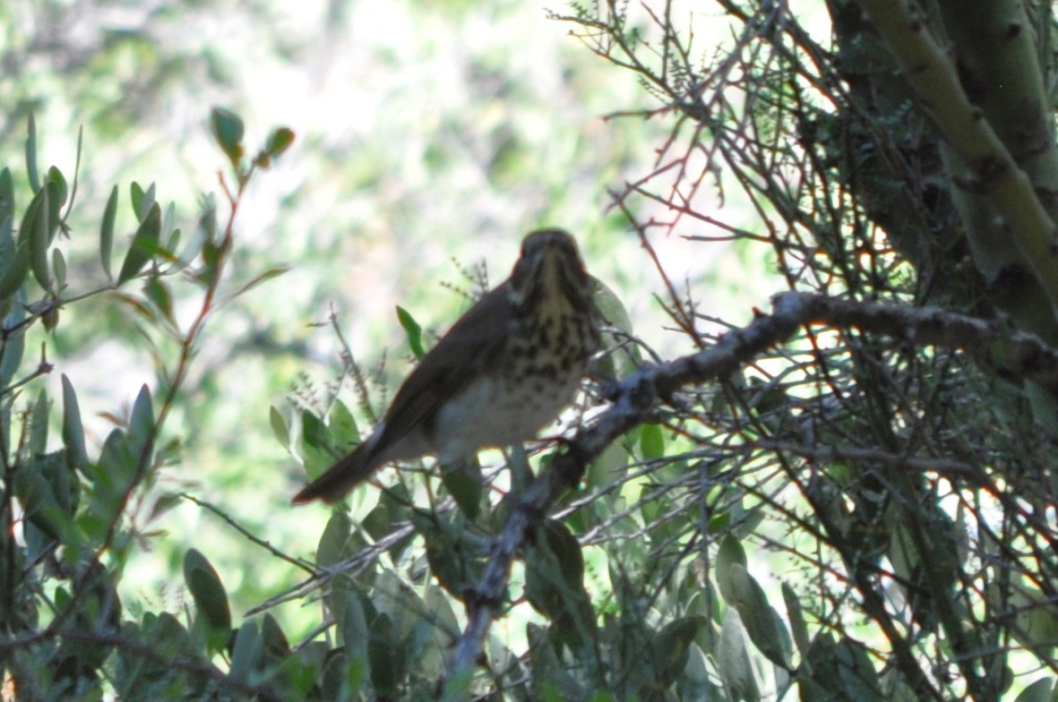 drozd rezavoocasý - ML644800638