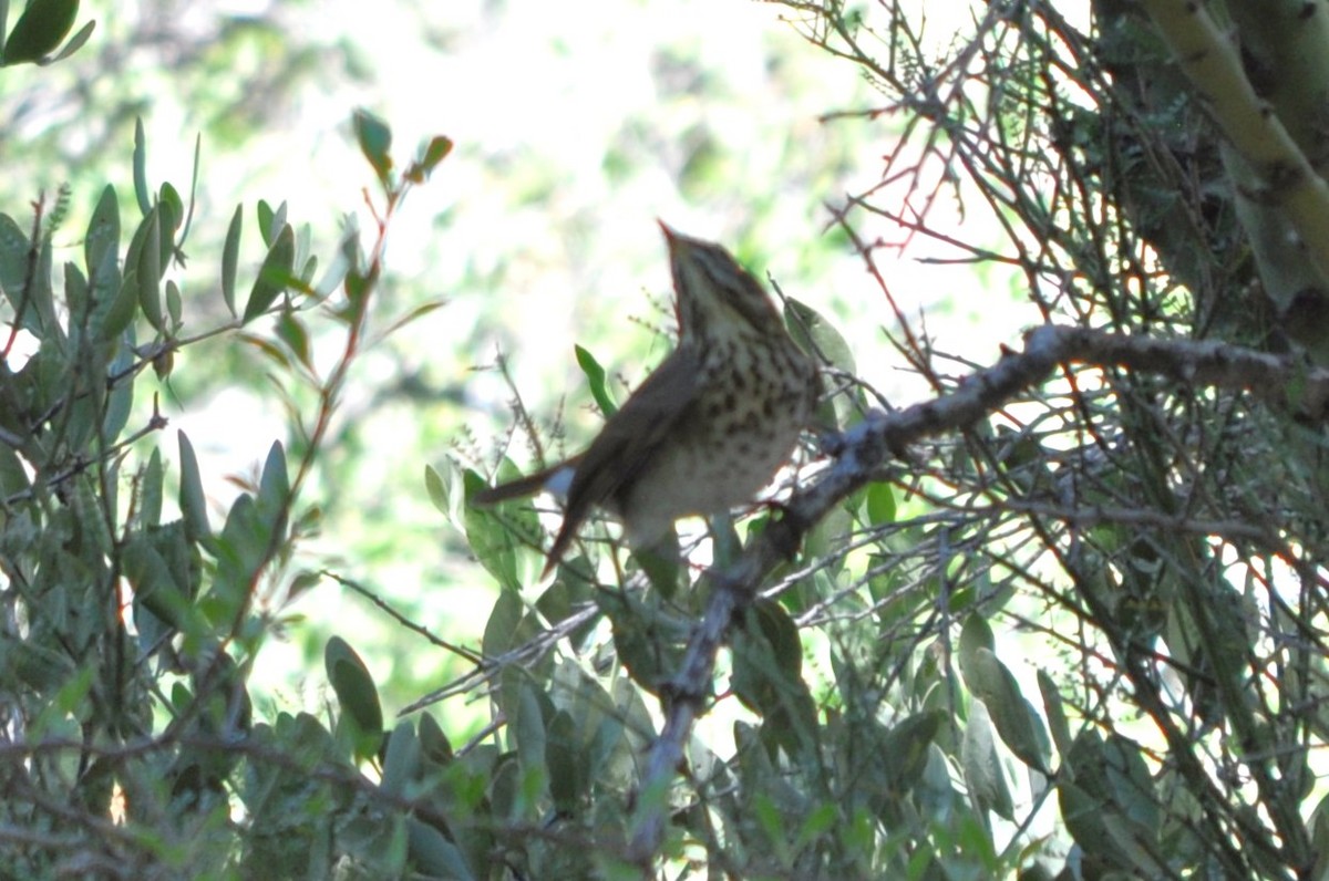 drozd rezavoocasý - ML644800640