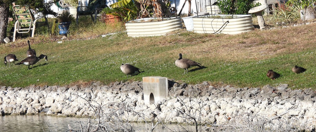 Branta kanadar handia - ML644800641