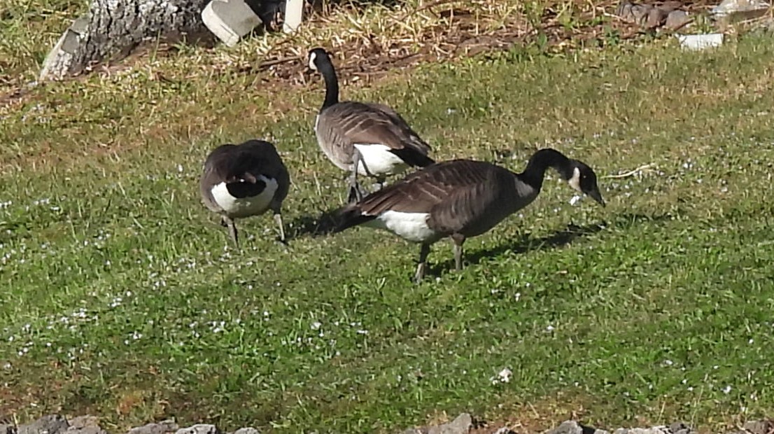 Branta kanadar handia - ML644800642