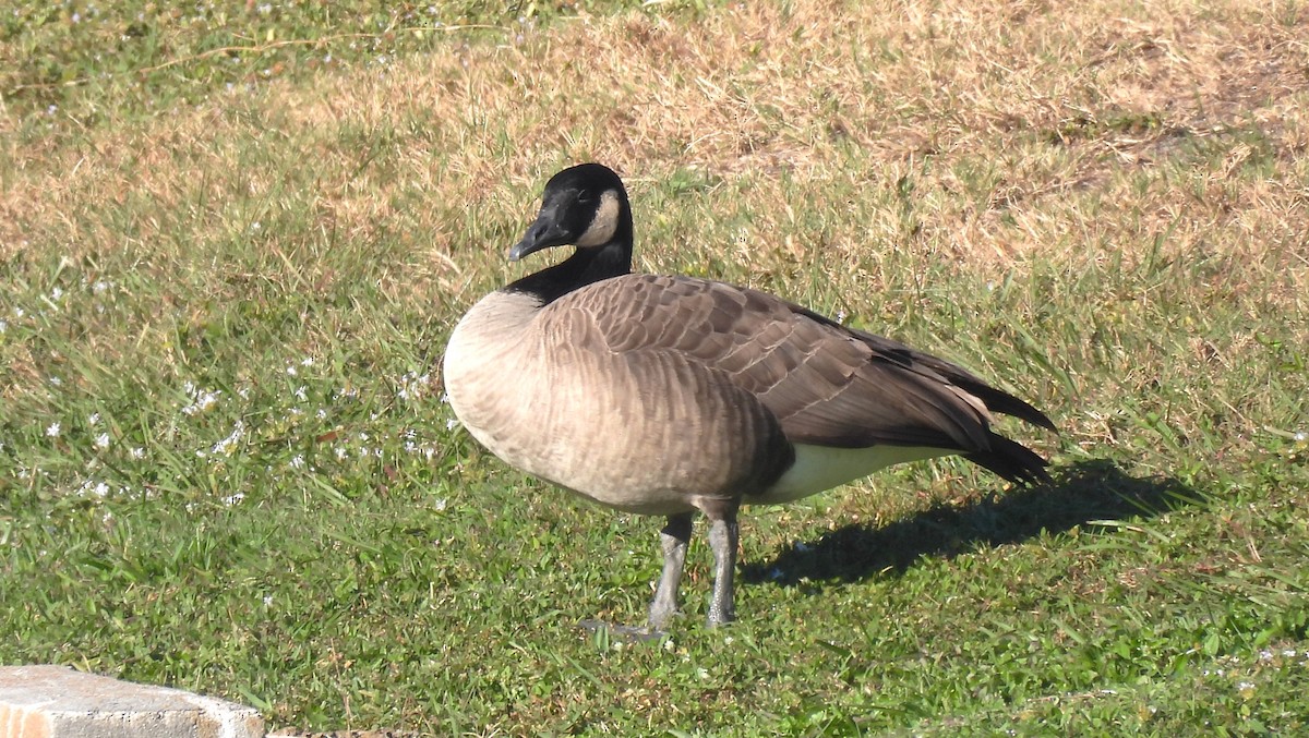 Branta kanadar handia - ML644800653