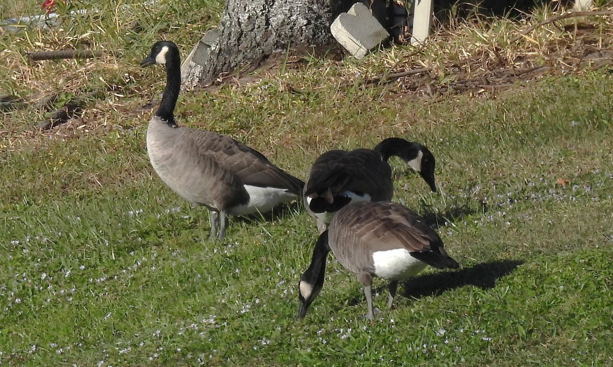 Branta kanadar handia - ML644800660