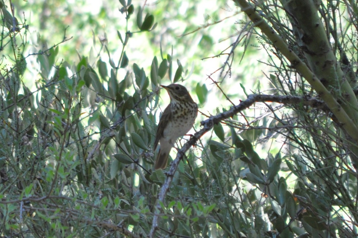 drozd rezavoocasý - ML644800671