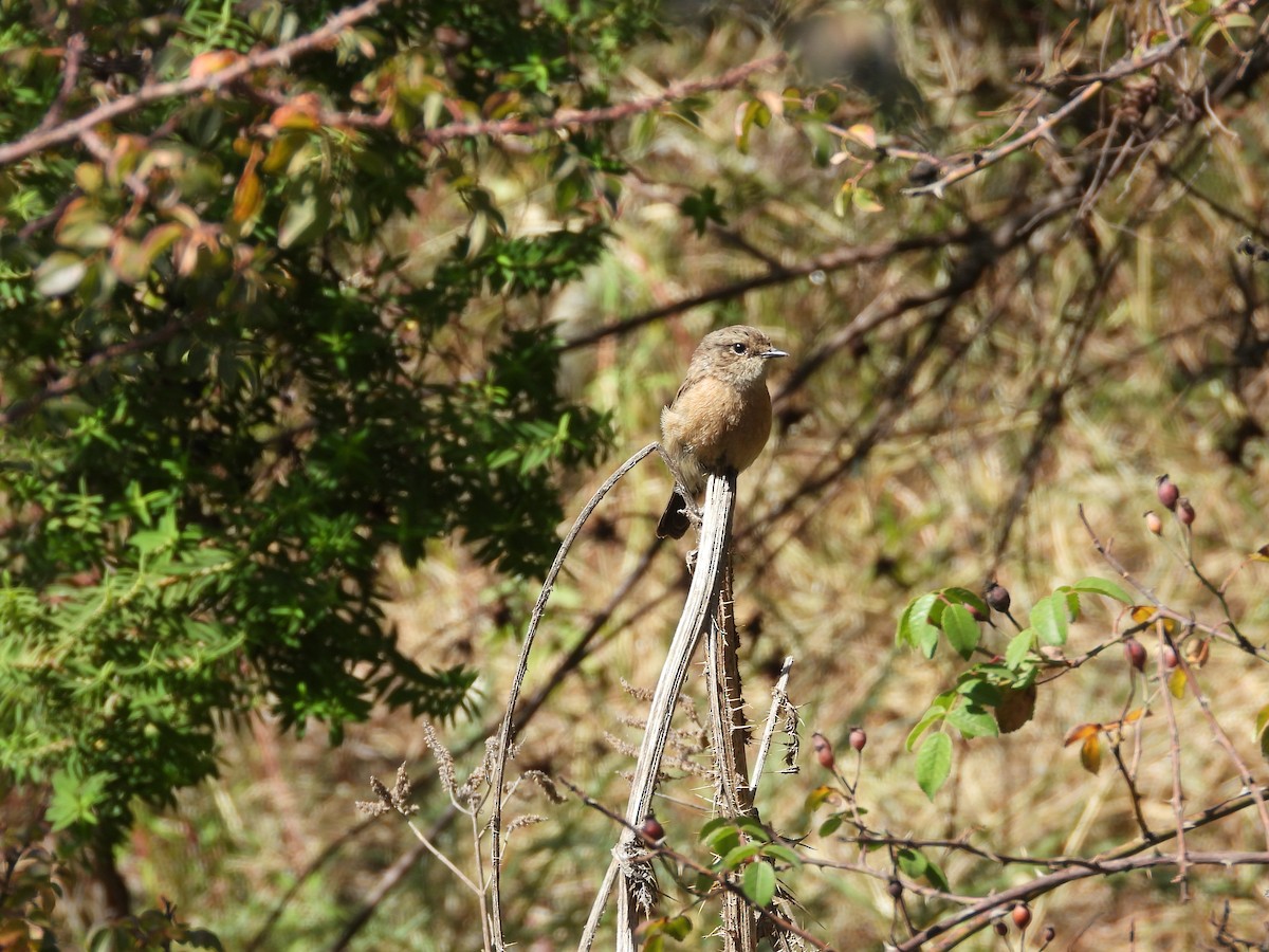 African Stonechat - ML644800672