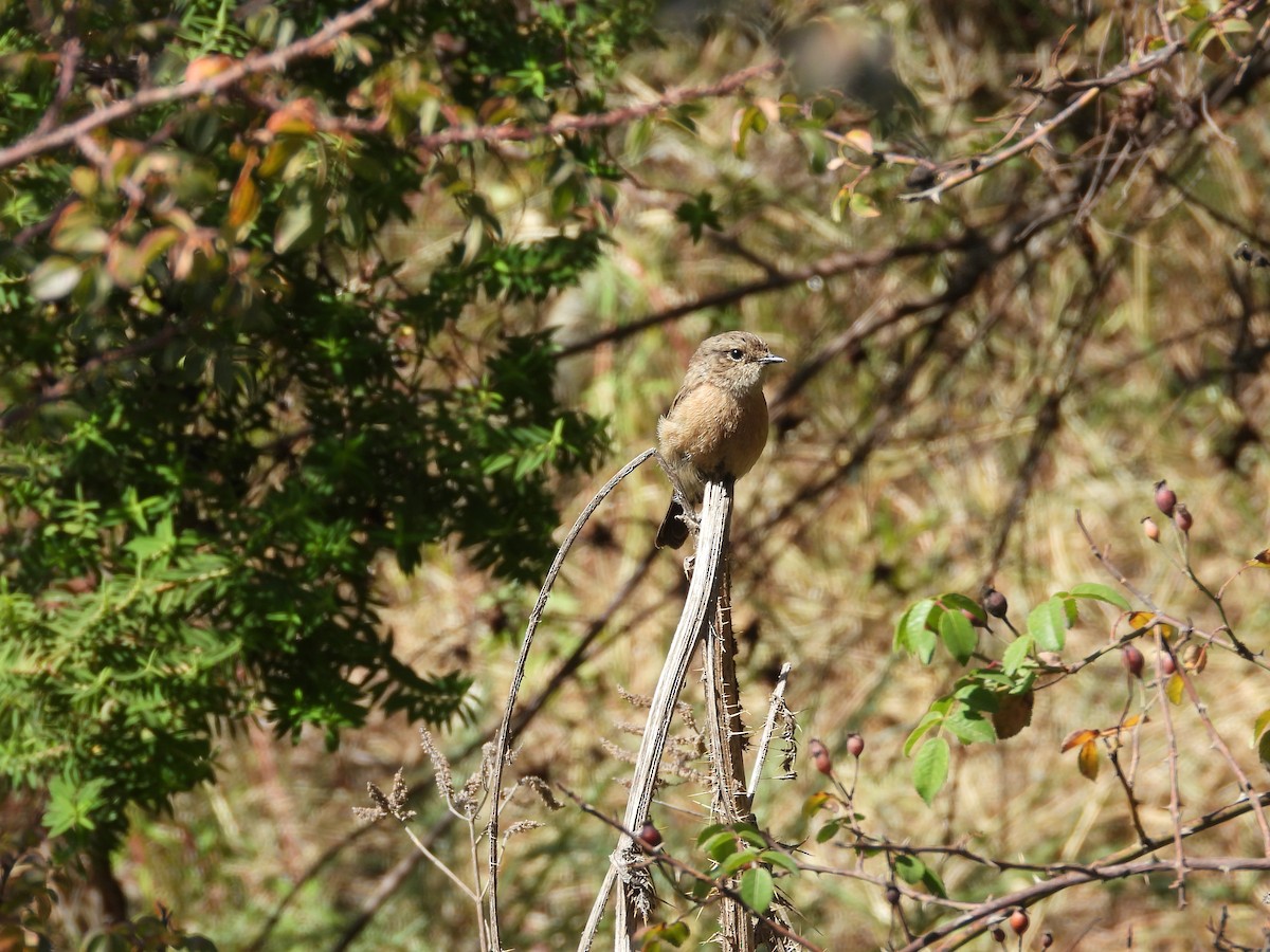 African Stonechat - ML644800673