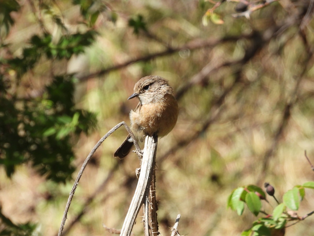 African Stonechat - ML644800674