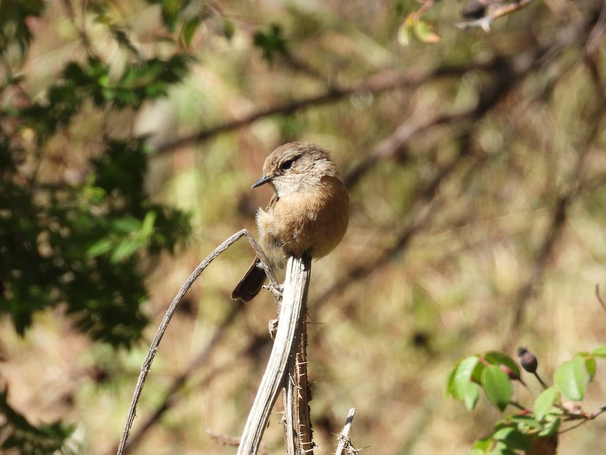 African Stonechat - ML644800675