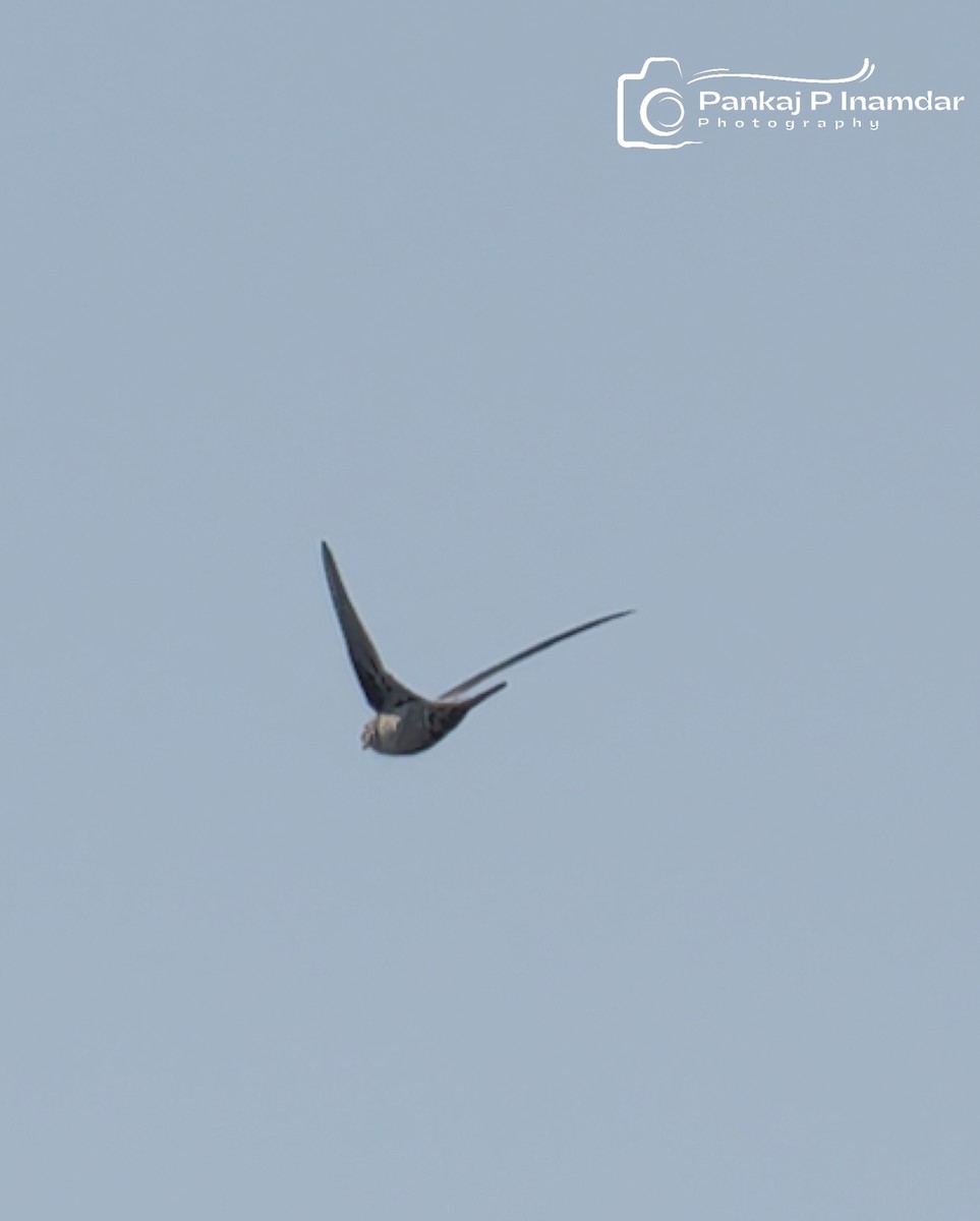 Серпокрилець південноазійський - ML644800708