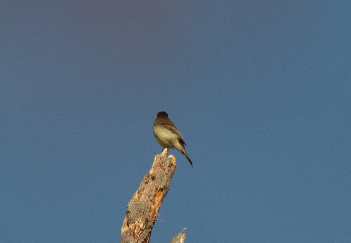 Eastern Phoebe - ML644800712